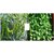 Seeds-Hybrid Vegetable Combo Pack Chilli Green Long Coriander For Kitchen Terrace Top Balcony Poly House