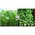 Seeds-Hybrid Vegetable Combo Pack Spinach Green Coriander For Kitchen Terrace Top Balcony Poly House Garden