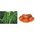 Seeds-Hybrid Combo Pack Lady Finger And Tomoto (Pack Of 2 Per Pack 50 )