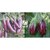 Seeds-Hybrid Brinjal Combo Pack Brinjal Purple Long Brinjal White Strips On Purple For Kitchen Gardening