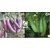 Seeds-Hybrid Brinjal Combo Pack 25 Each Of Brinjal Purple Long And Brinjal Green Long For Kitchen Terrace