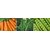 Seeds-Hybrid Combo Pack Carrot, Lady Finger And Peas (Pack Of 2 )