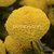 Seeds-Biocarve Panam Marigold Taishan Gold -20
