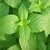 Seeds-Biocarve Herb Basil Green (Genovese) - Pack Of 200