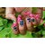 Nail Art Sticker Fushi Girl