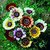 Seeds- Chrysanthemum Carinatum
