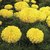 Seeds- Marigold African F2 Yellow