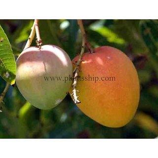 Buy www.plantsship.com Live Panduri Mango plant Online @ ₹490 from