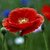 Seeds- Indian Poppy- Papaver Rhoeas
