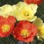 Seeds- Iceland Poppy - Papaver Naudicaule Mix