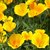 Seeds- California Poppy - Eschscholziacalifornica Mix