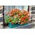 Nemesia Flower seeds All Pincode Shipping