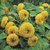 Seeds- Sunflower- Helianthus Teddy Bear