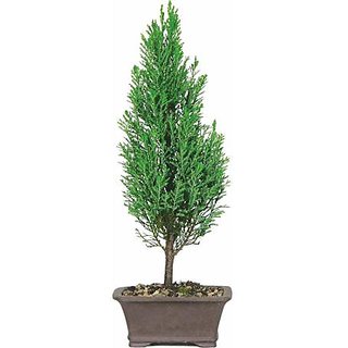 Buy European Cypress Bonsai Tree Online 990 From Shopclues