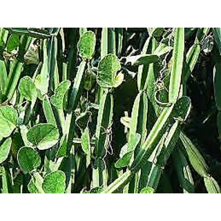 Buy HADJOD CISSUS LIVE PLANT-MEDICINAL PLANT-BONE STRENGTH Online