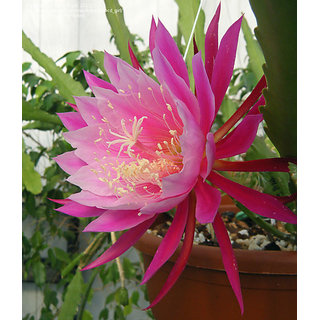 Buy Seeds Cactus Epiphyllum Mix Orchid Cactus Online Get 43 Off
