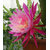 Seeds-Cactus - Epiphyllum Mix - Orchid Cactus