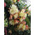 Seeds-Cactus - Epiphyllum Mix - Orchid Cactus