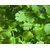 Seeds-Hybrid Coriander Leaves Vegetable