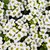 Seeds-Alyssum Flower (200 )
