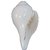 Pack of 1 Vamavarti 15 cms White Marble Shankh By djuize