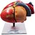 Scientific Educational Model of Herindera Human Heart Dissectable In 4 Parts Normal Size On Stand