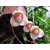 Seeds-Monkey Faced Orchids Of Multiple Varieties Bonsai Plants For Home Garden (100 Pieces)