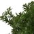 Imported Green Artificial Plastic Plant 6 Branches Parsley Grass Home Wedding Decor