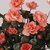 Imported 2 Bunches Fake Azalea Artificial Rose Flower Bouquet Wedding Decor Dark Pink
