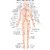 Vinteja Charts Of - Hb Arterial System - A3 Poster Print