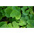 Brahmi - Vallarai Leaf Powder 200 Grams (50Grams X 4Packs)
