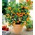 Pack of 10 Bonsoi Edible Mandarin Orange Potted Plant Drawf Tree Fruit Seed