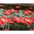 black and red floral cotton double bed bedsheet