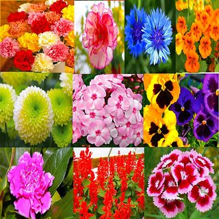 Buy Beautiful Winter Season Flower Plant Seeds Combo 10 ...