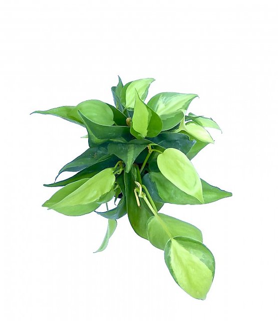 Get Philodendron Brasil Turning Pink PNG
