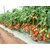 Hybrid F1 Tomato Seeds  ARKA RAKSHAK   Tripple disease resistant tomato seeds 20 seeds