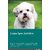 Lhasa Apso Activities Lhasa Apso Activities (Tricks, Games  Agility) Includes
