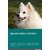 Japanese Spitz Activities Japanese Spitz Activities (Tricks, Games  Agility) Includes