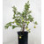 Bonsai guava tree , Psidium guajava tree Grow indoor and outdoor - 25 seeds