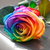10Pcs Colorful Rainbow Rose Flower Seeds Home Garden Plants Multi-Color