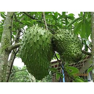 Buy Graviola Soursop Hanuman Laxman Ram Phal Cancer Pure Fruit Juice Sugar Free 500ml Bottle Online 449 From Shopclues How to make chakka fry | jack fruit snack fry mp3 duration 6:04 size 13.89 mb / shuhad sidhu tech 6. graviola soursop hanuman laxman ram phal cancer pure fruit juice sugar free 500ml bottle