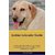 Golden Labrador Guide Golden Labrador Guide