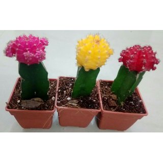 Buy Cactus plant,grated cactus,moon cactus 3 color red ...