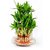 3 layer lucky bamboo plant with pot