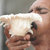 Natural Vishnu Vahan Garuda Shankh Conch Sea Shell - A0350-05