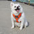 Magideal Breathable Mesh Pet Puppy Dog Walking Collar Chest Strap Harness Orange XL