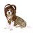 Rubies Costume Company Cave Girl Pet Costume and Wig, Large
