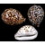 Vishnu Kodi Cowrie Big Kawdi Kaudi Kowdi Sea Shell (1 Piece)