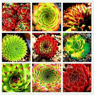 Succulent Seed for HomeGarden Plant,Echeveria mix Flowering Seeds