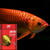 Ocean Free AR-G2 Pro Arowana intense colour Fish Food (250g)